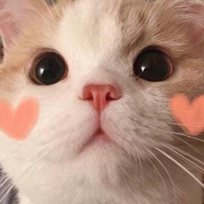 Ani Rahma avatar